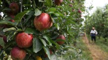 Imagen de Fruticultura en el Alto Valle: el dólar fuerte, la debilidad para la temporada 2025