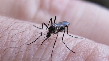 Verano 2025: Prevení el dengue durante las vacaciones siguiendo estos consejos