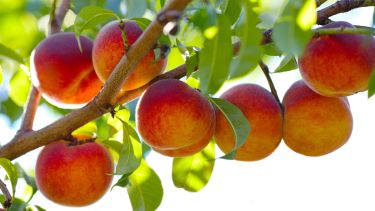 Cultivar un duraznero desde el carozo requiere tiempo y dedicación.