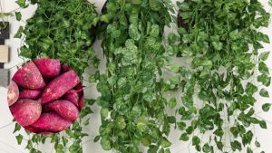 Creá una enredadera frondosa con sólo una batata o un boniato: seguí el paso a paso