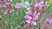 Imagen de Una planta arbustiva ideal para canteros: tiene flores durante todo el año y es de fácil cuidado