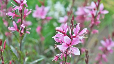 Una planta arbustiva ideal para canteros: tiene flores durante todo el año y es de fácil cuidado