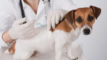 Castraciones de perros y gatos en Roca