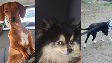 Muchos perros escaparon por la pirotecnia y son buscados en Neuquén. 