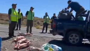 Video | Estalló en furia en un operativo en Neuquén: arrojó chivitos y los pisó para que no se los decomisen