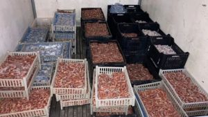 Multaron a una empresa por trasladar 10 toneladas ilegales de langostinos y destapó un inédito fraude en Chubut