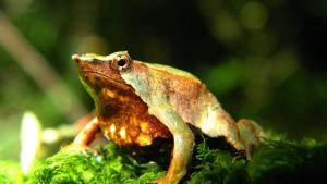 La batalla de los anfibios para sobrevivir frente al cambio climático