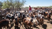 Imagen de La venta de corderos y chivitos en Río Negro sumó importantes innovaciones