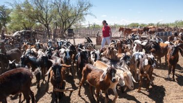 La venta de corderos y chivitos en Río Negro sumó importantes innovaciones