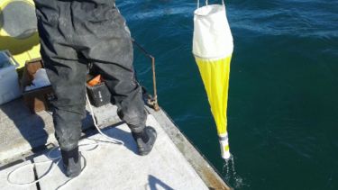 Hallaron una toxina diarreica en almejas en un sector del Golfo San Matías: se vedó la extracción
