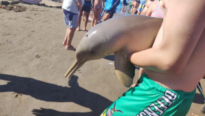 Indignante: murió un delfín en Mar del Tuyú tras ser sacado del agua por turistas