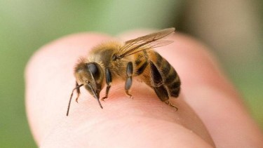 Qué significado espiritual tiene que aparezcan abejas en tu casa 
