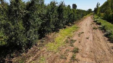Caída de fruta en Fernández Oro tras el temporal. Crédito Juan Thomes.