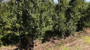 Fruticultura: registran la caída de peras y manzanas tras el temporal en el Alto Valle oeste