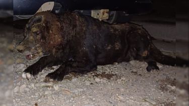Su familia la buscaba intensamente y la encontraron enterrada viva en Bariloche. Foto: Radio Seis TV