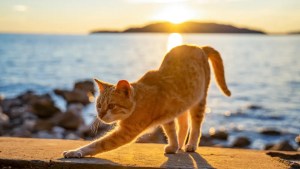 Los beneficios energéticos de tener un gato en tu hogar: “Son reikistas naturales” 
