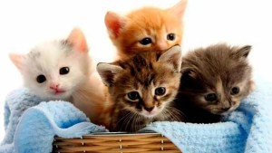 Qué significa que un gato llegue a tu casa según el color de su pelo 