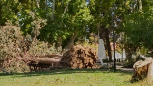 Las tormentas en el Alto Valle en primera persona: «Sentí como si la ráfaga hubiera dado un manotazo»