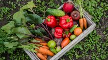 Imagen de Huerta en casa: qué sembrar en febrero para tener rápido tu propia producción