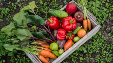 Es fundamental regar las plantas de manera regular, pero evitando el exceso de agua que puede generar hongos
