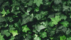 La planta trepadora que crece muy rápido y ayuda a bajar la temperatura de tu casa