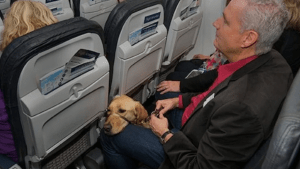 Cada vez más viajeros llevan a sus mascotas en el avión: cómo hacer el trámite