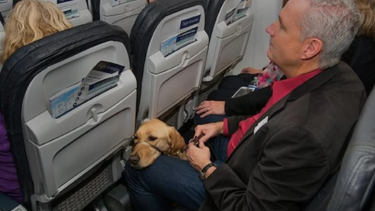 Cada aerolínea tiene su propia normativa y precios para embarcar mascotas. (Foto: Redes/Miedo a los aviones)
