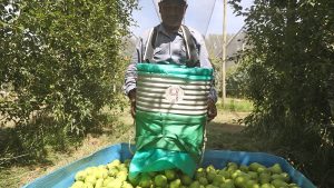 Fruticultura en Río Negro y Neuquén: piden declarar la emergencia económica y productiva