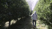 Imagen de Uatre aceptó la propuesta de la CAFI para levantar la cosecha, pero la paritaria del empaque está trabada