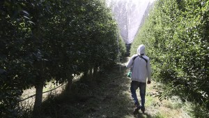 Uatre aceptó la propuesta de la CAFI para levantar la cosecha, pero la paritaria del empaque está trabada