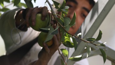 Paritarias en Río Negro: la fruta rechazó otra propuesta y los rurales siguen en espera