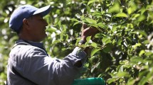 Imagen de El cuello de botella de la fruticultura: rentabilidad solo en exportación y fruta del año pasado en frigoríficos