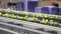 Imagen de Fruticultura en Río Negro: insisten en la baja impositiva, mientras apuntan al Congreso y a los municipios