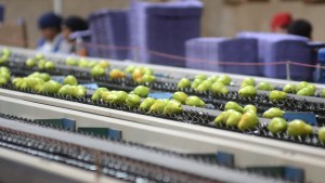 Fruticultura en Río Negro: insisten en la baja impositiva, mientras apuntan al Congreso y a los municipios