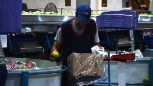 Fruticultura en Río Negro: qué revelan los primeros datos de la temporada 2025