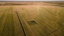Imagen de El éxito del trigo en Río Negro: secretos de los buenos rindes en la Patagonia y el «caso Kaitacó»
