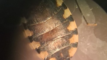 Un vecino de Plottier encontró una vinchuca en el patio de su casa. Foto: Gentileza