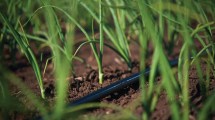 Imagen de Mapa: dónde se desarrolla el cultivo que es boom en Río Negro