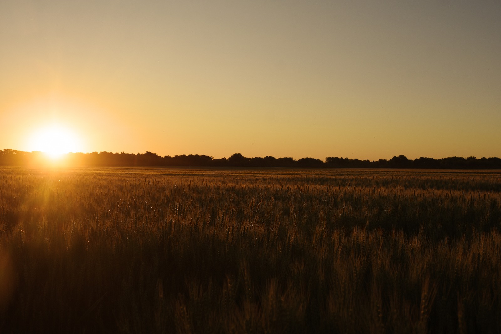 El atardecer iluminando el trigo de Kaitacó. Foto: Juan Thomes.