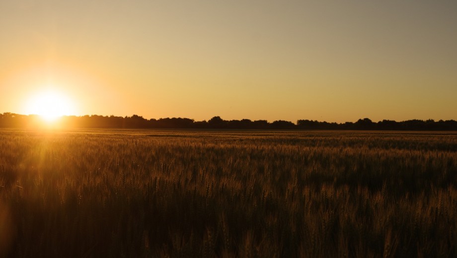 El atardecer iluminando el trigo de Kaitacó. Foto: Juan Thomes.