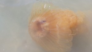 Aguas vivas en Las Grutas: aumentaron las picaduras y alertan sobre su presencia en la playa