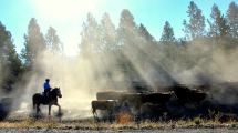 Imagen de Caballos, grandes protagonistas en la Expo Rural de Neuquén