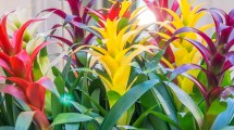 Imagen de La planta de interior que florece siempre y es fácil de cuidar, incluso en lugares oscuros