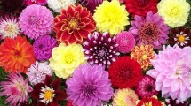Imagen de La planta que marca tendencia este 2025: tiene flores multicolores y es de muy fácil cuidado