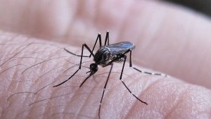Hallaron un mosquito transmisor de dengue en San Antonio Oeste: hay temor por la situación en Bahía Blanca