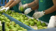 Imagen de Paritaria de la fruta, hubo acuerdo con los trabajadores del empaque: cuánto será el sueldo del embalador
