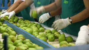 Paritaria de la fruta, hubo acuerdo con los trabajadores del empaque: cuánto será el sueldo del embalador