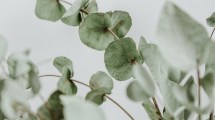 Imagen de Artrosis: La hierba aromática que alivia los dolores, mejora la circulación sanguínea y reduce la inflamación