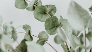 Artrosis: La hierba aromática que alivia los dolores, mejora la circulación sanguínea y reduce la inflamación