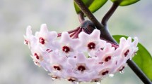 Imagen de La planta de interior colgante con flores extravagantes que casi no necesita riego